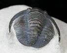 Large Cornuproetus Trilobite #15565-2